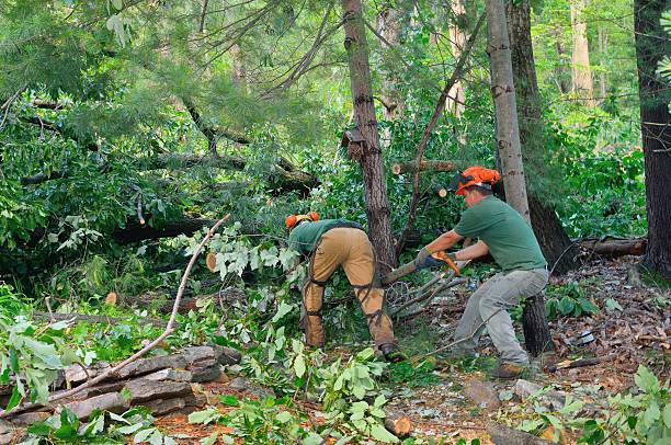 The Steps Involved in Our Tree Care Process in Union Grove, WI